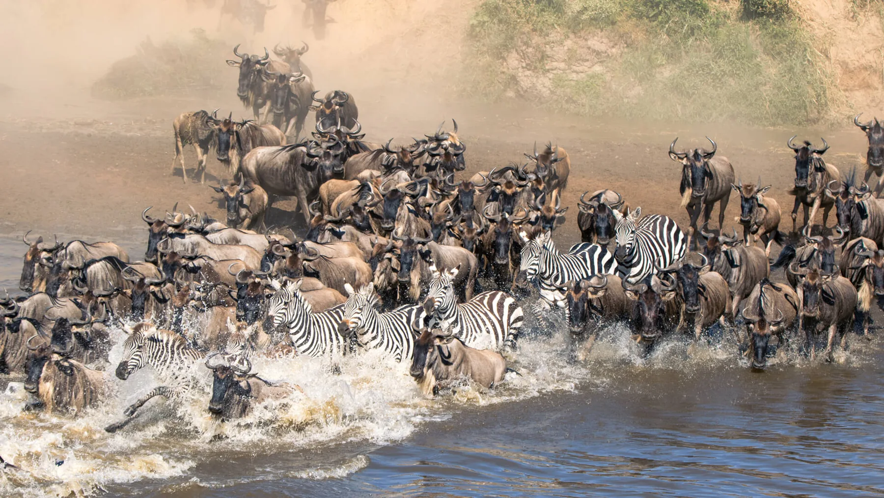 4-Day Safari Wildebeest Calving Season