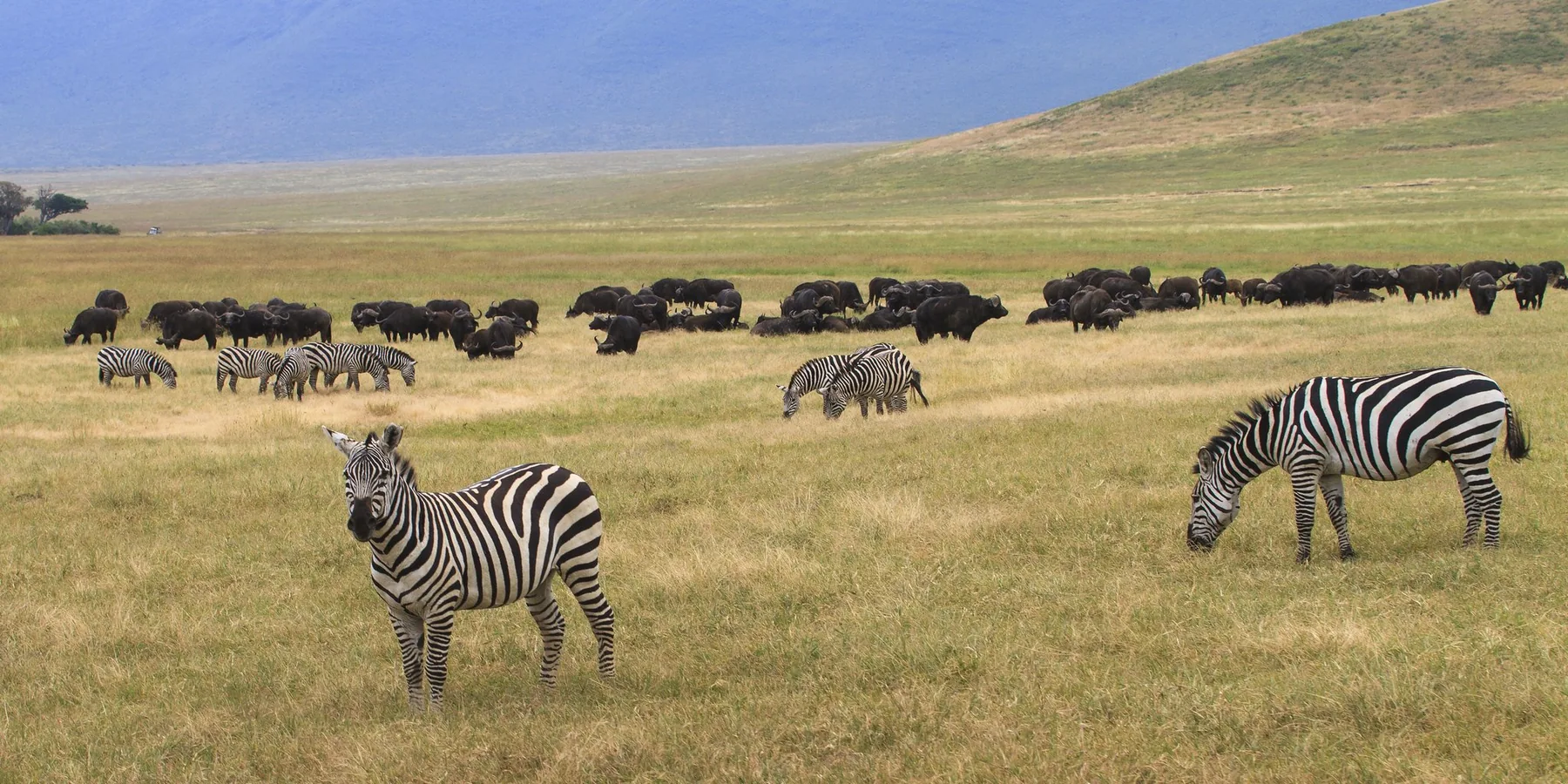 5-Day Ndutu Migration (Calving Season) Safari Experience