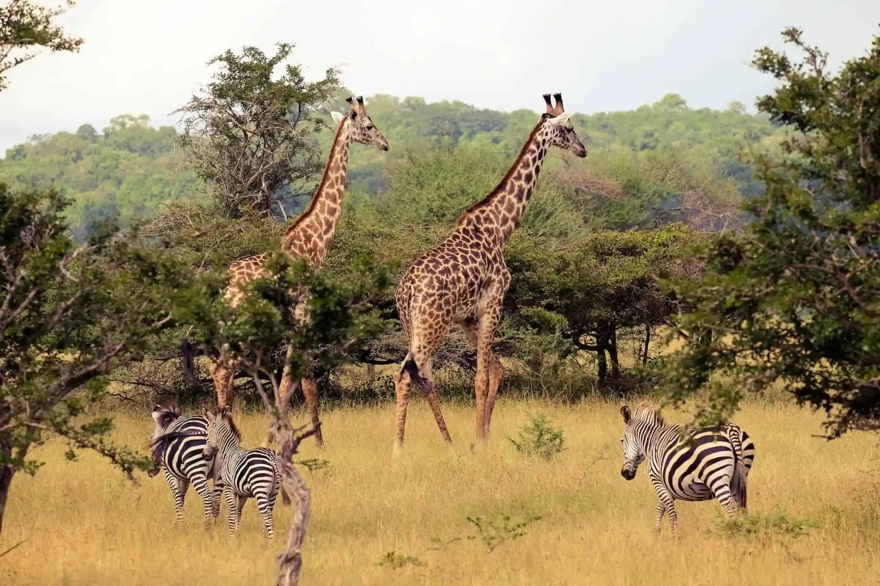 5-Day Nyerere Fly-In