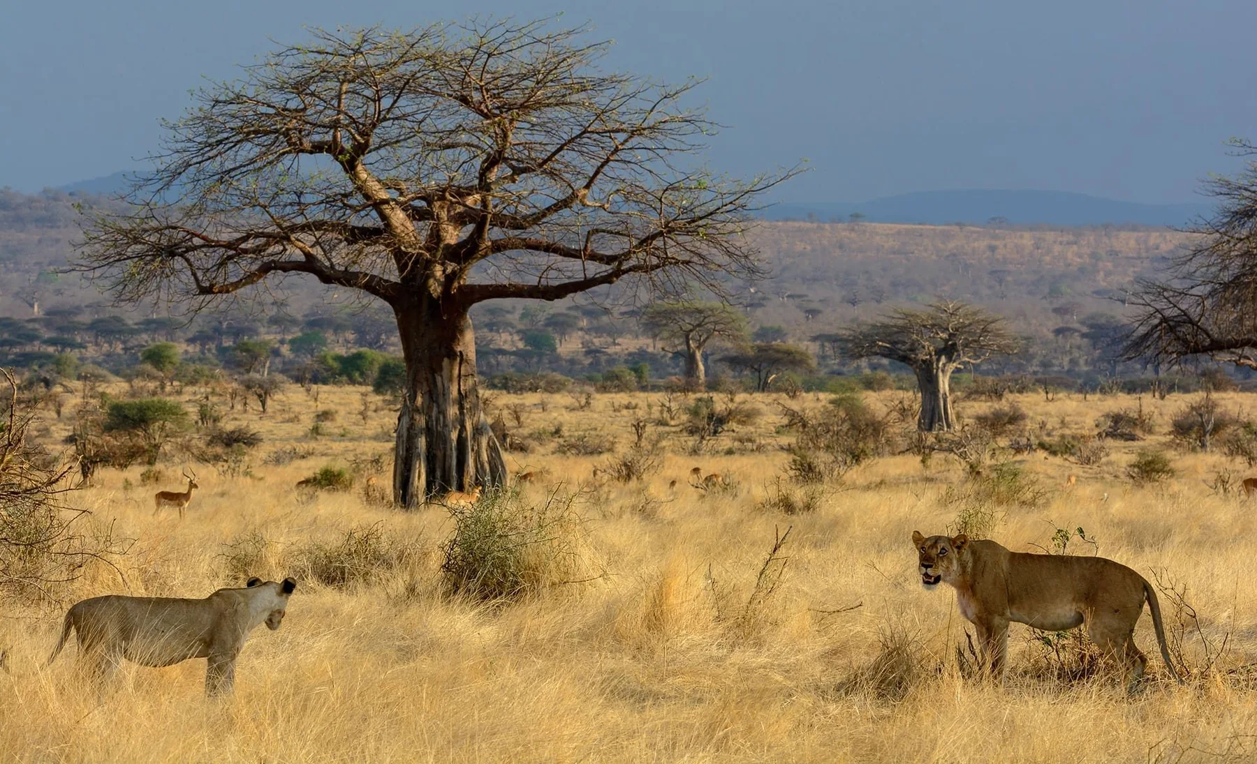 7-Day Ruaha Fly-In