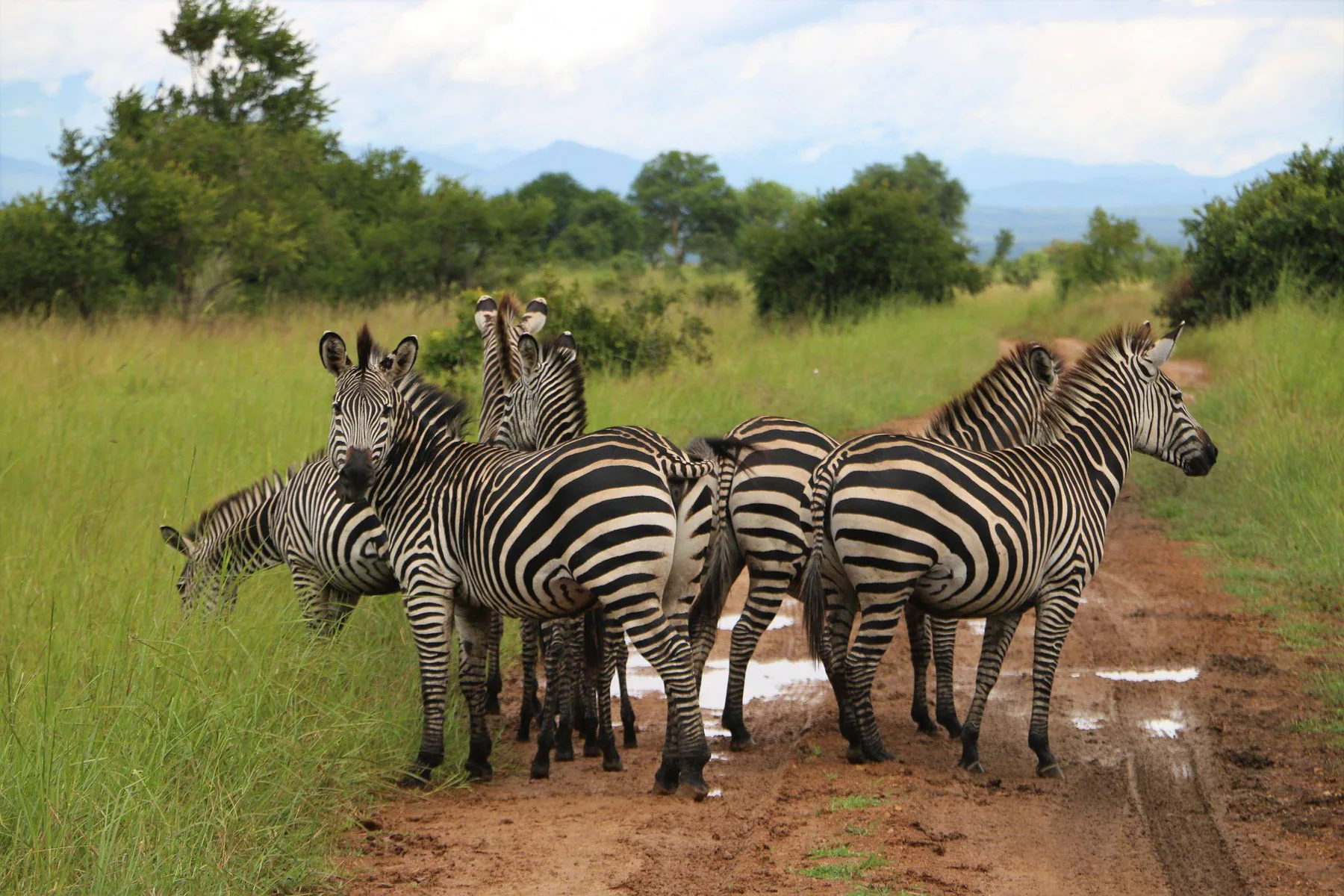 7-Day Southern Safari