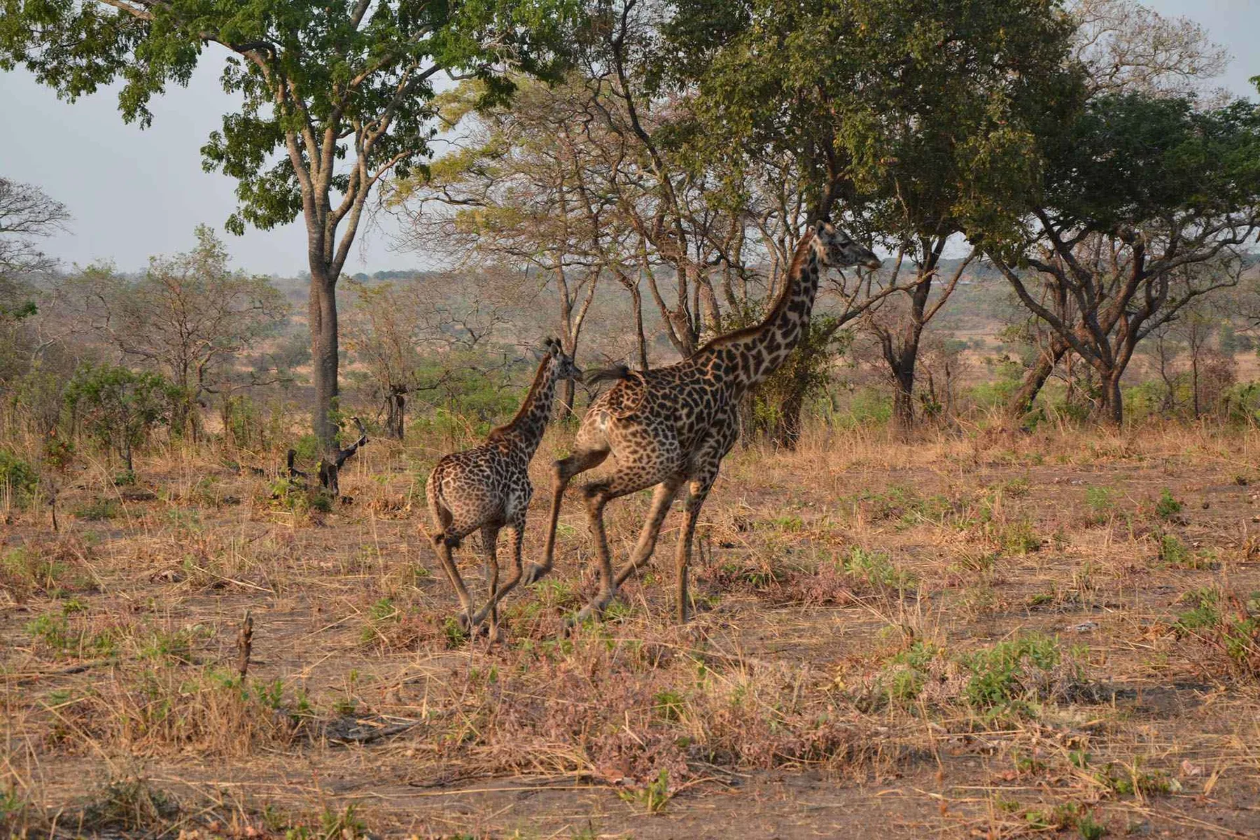 Zebra herd in Mikumi National Park