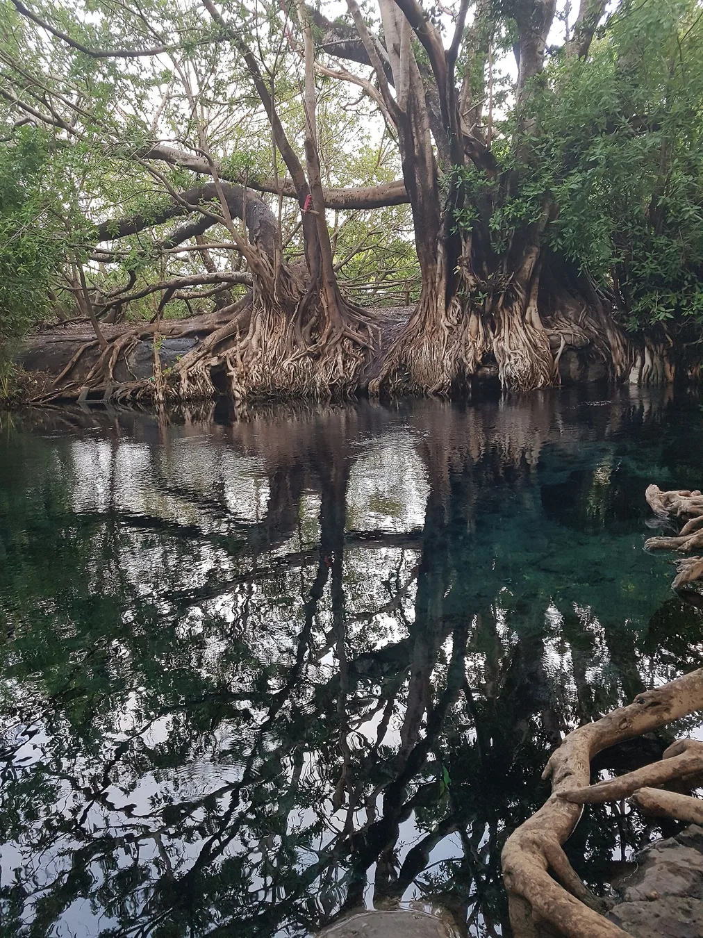 Kikuletwa Hot Spring Day Trip