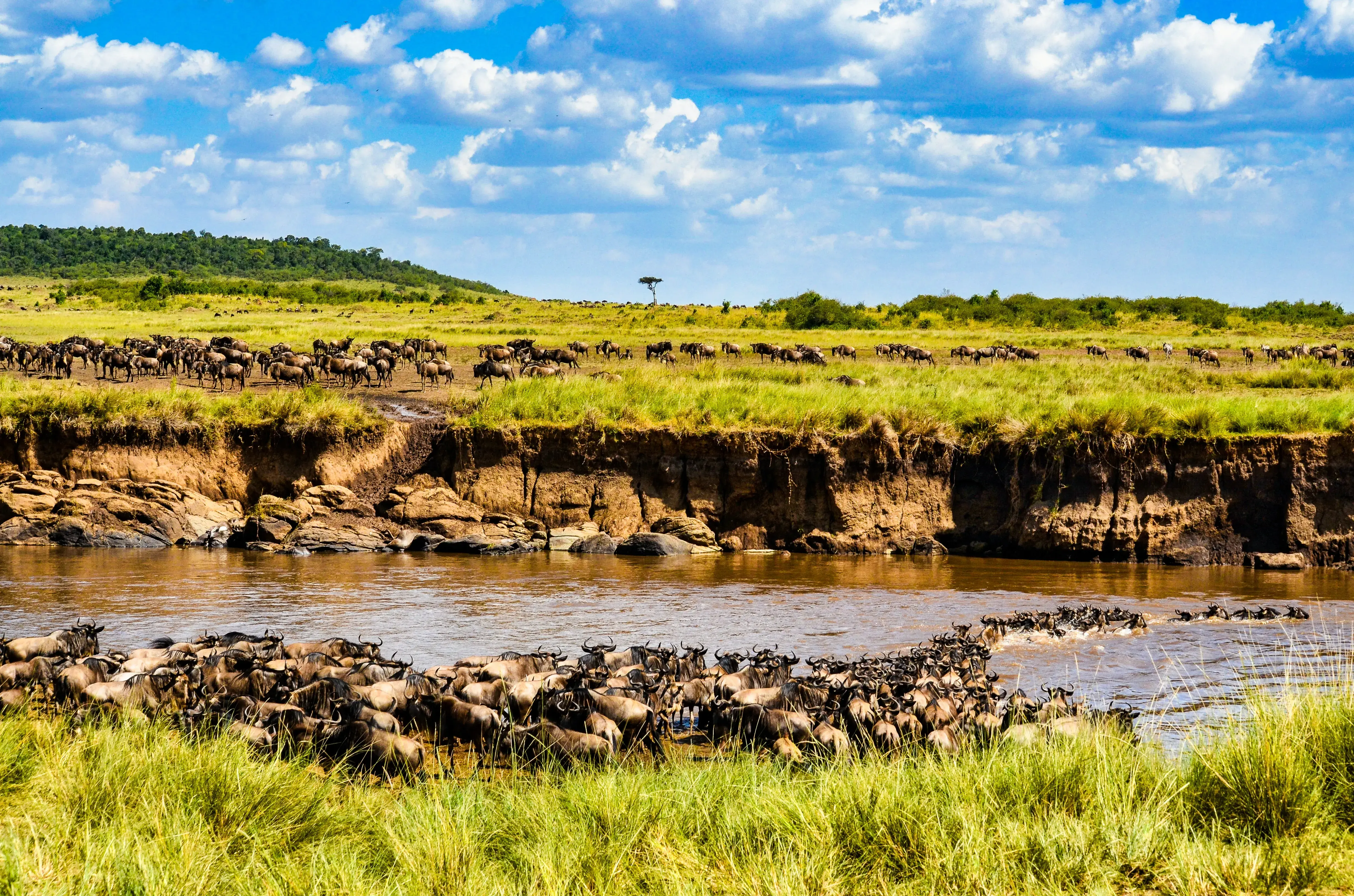 8-Day Calving Migration Luxury Safari to Ngorongoro, Ndutu & Serengeti