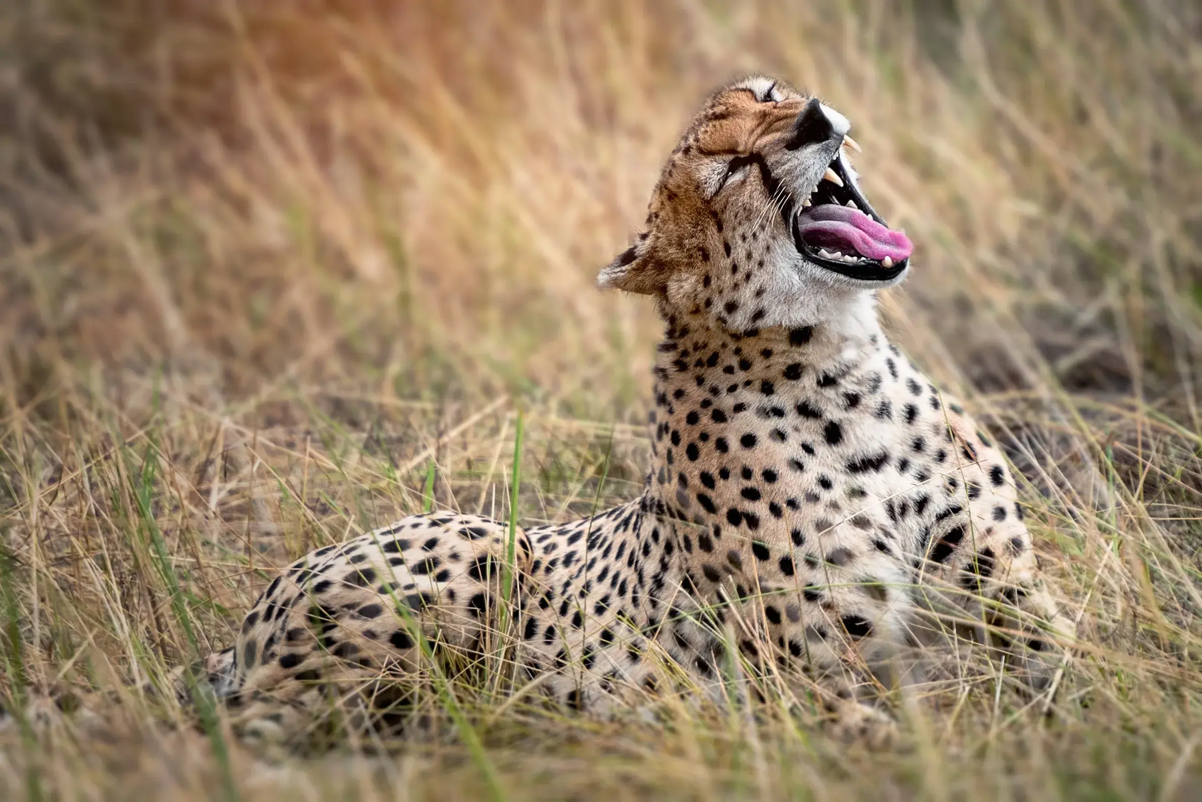 7-Day Signature Tanzania Luxury Safari