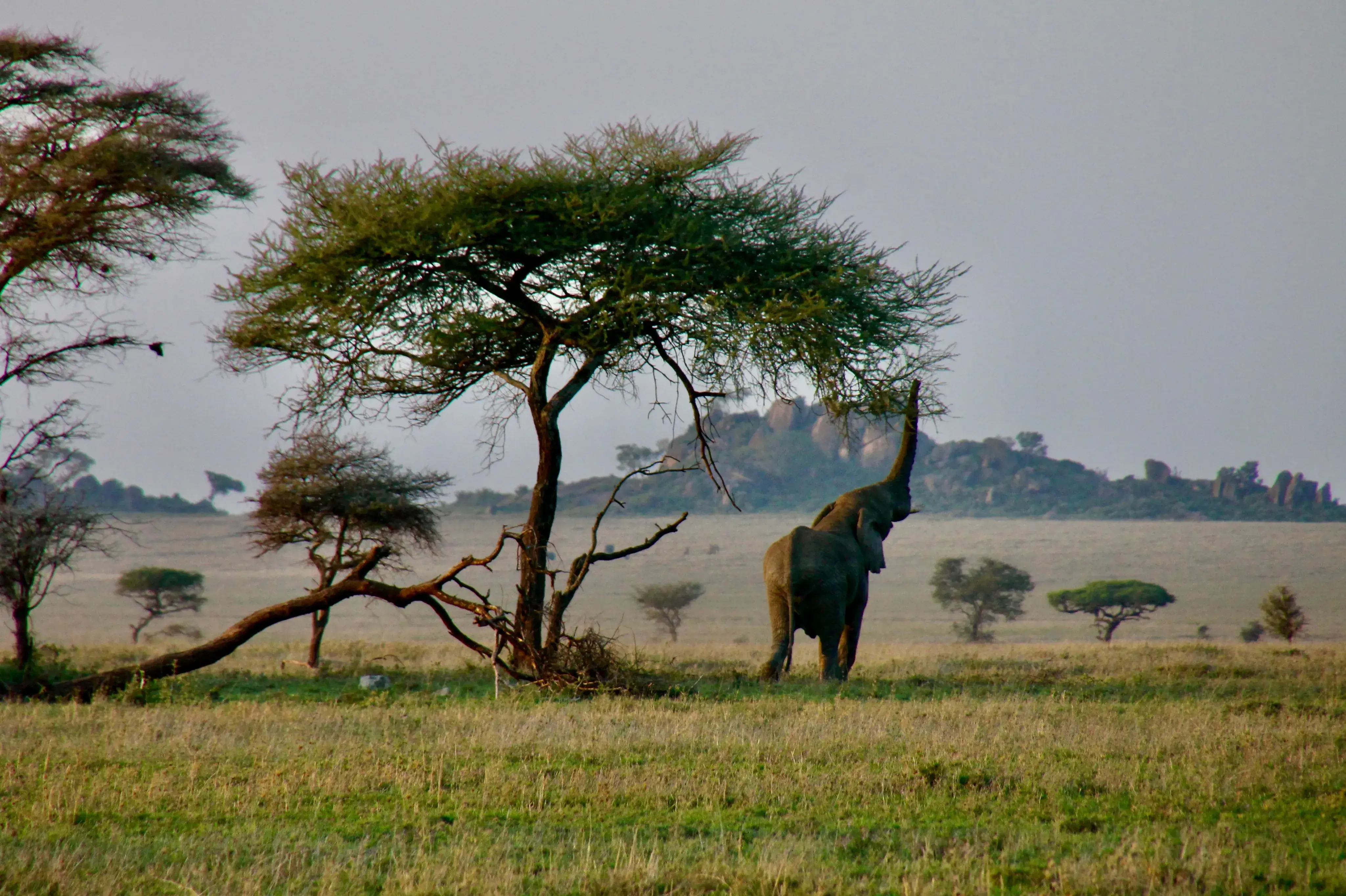 Elephant habitat and baobab landscape in Tarangire National Park