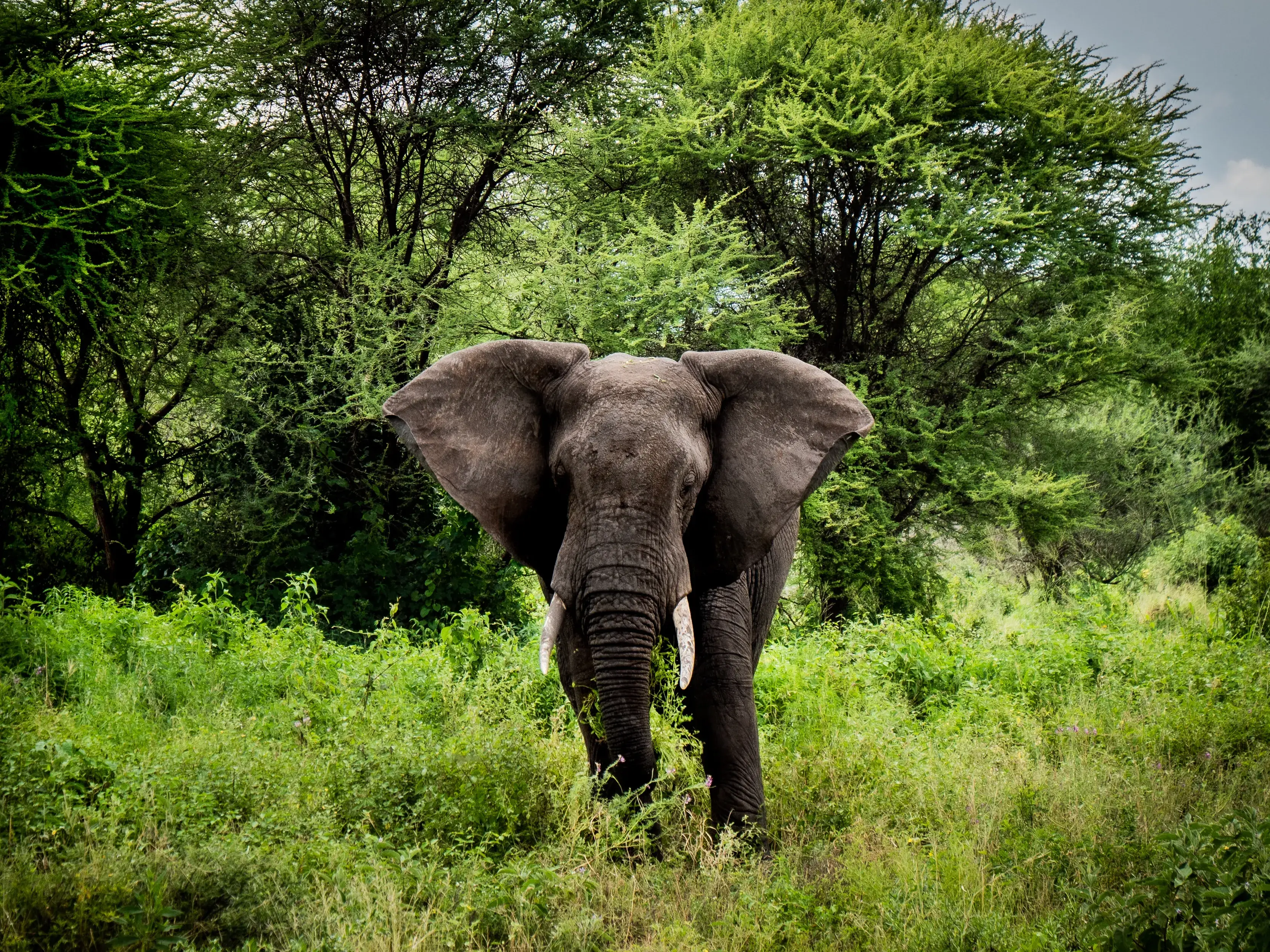 Wildlife landscape on Tanzania’s northern safari circuit