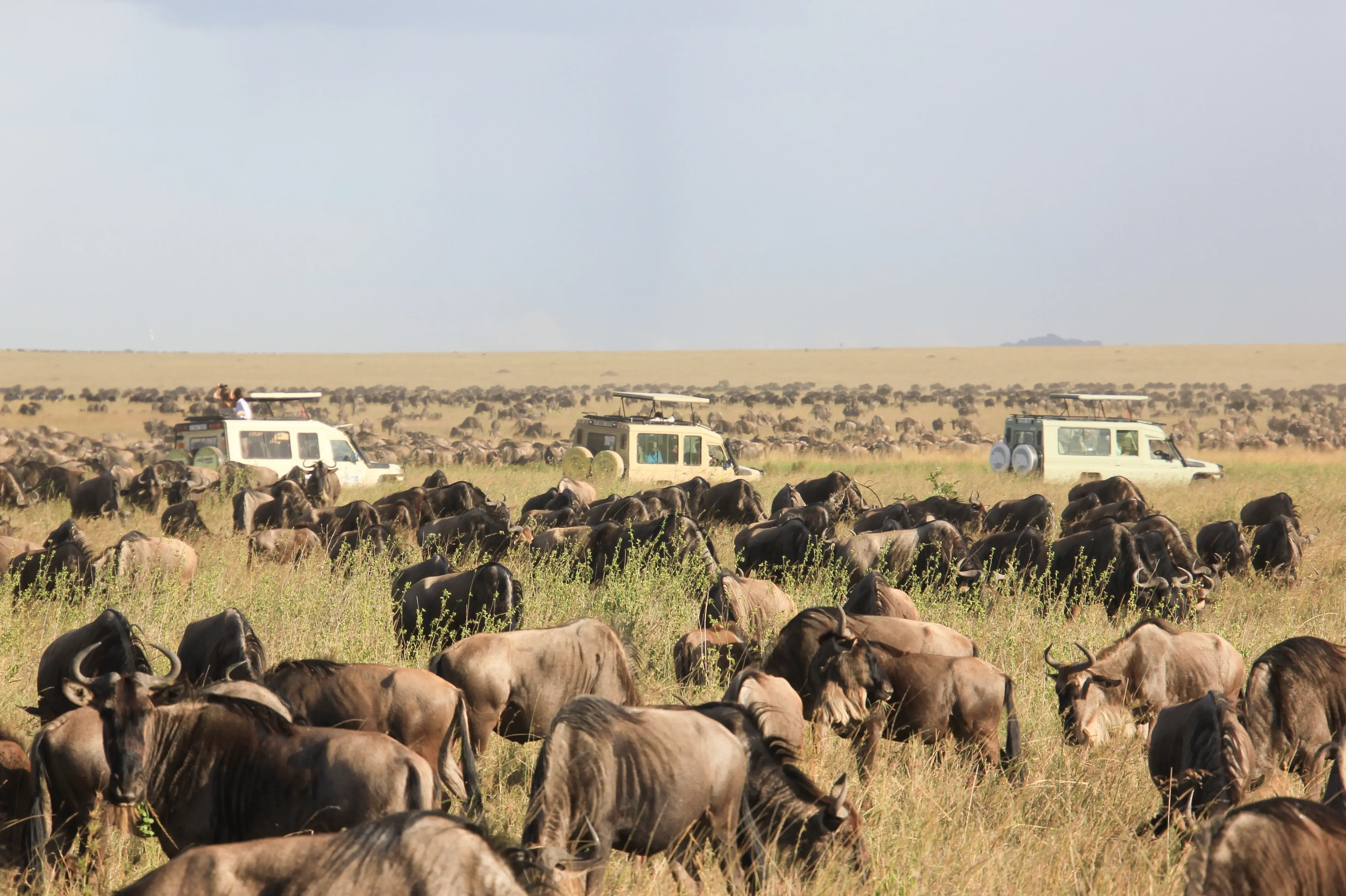 6-Day Ndutu Calving Migration Safari
