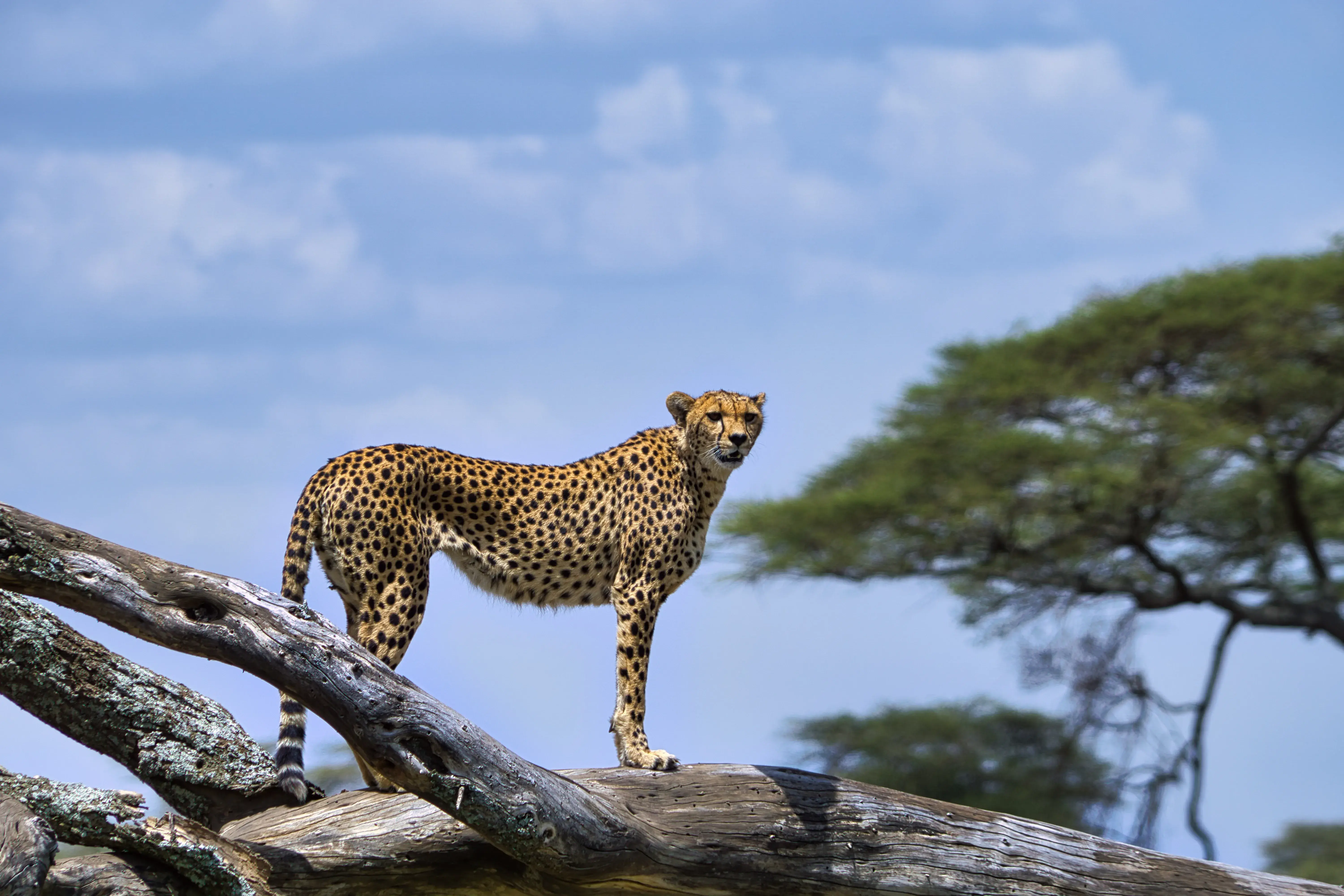 Northern Tanzania safari landscape
