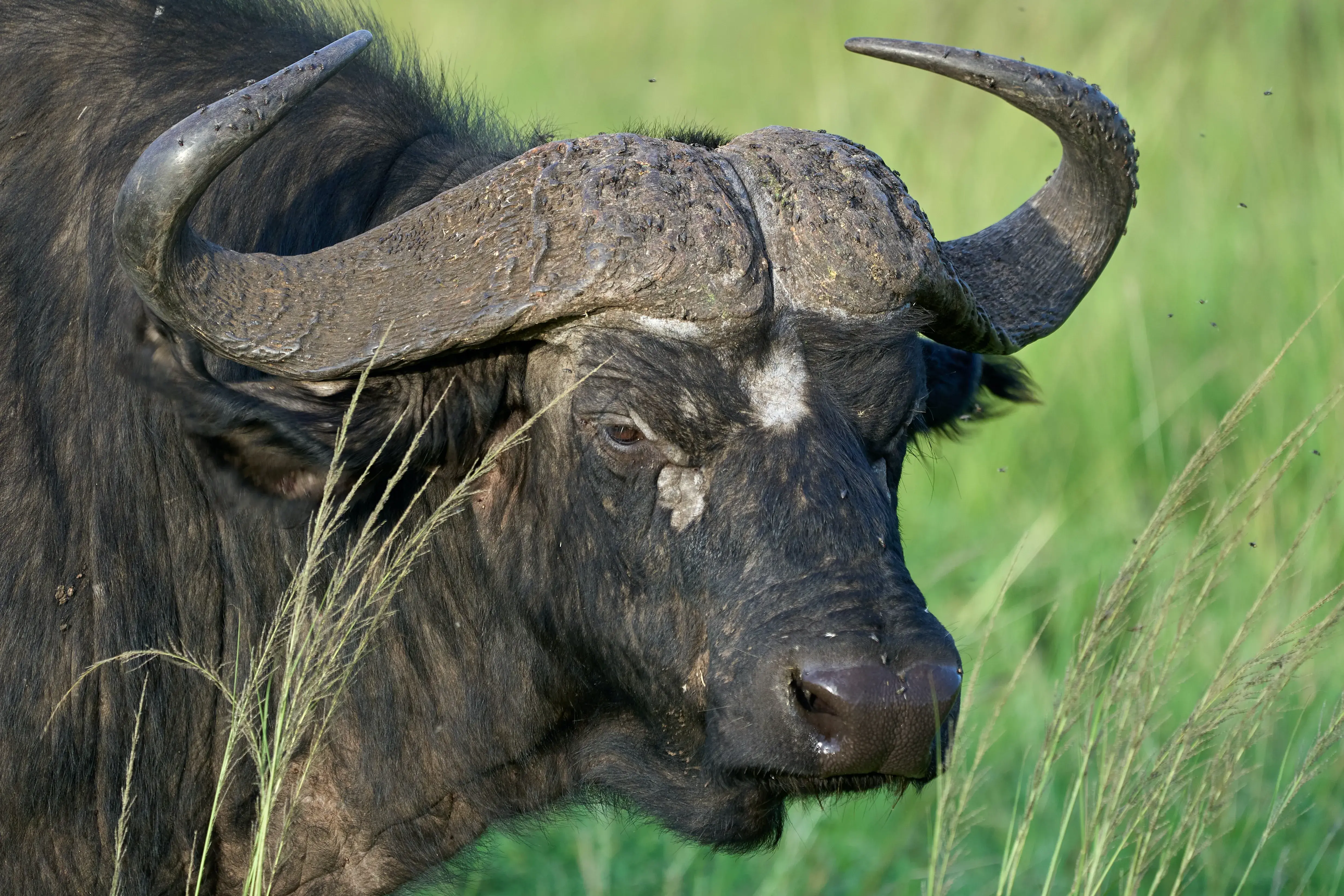 Big Five Safari Tours