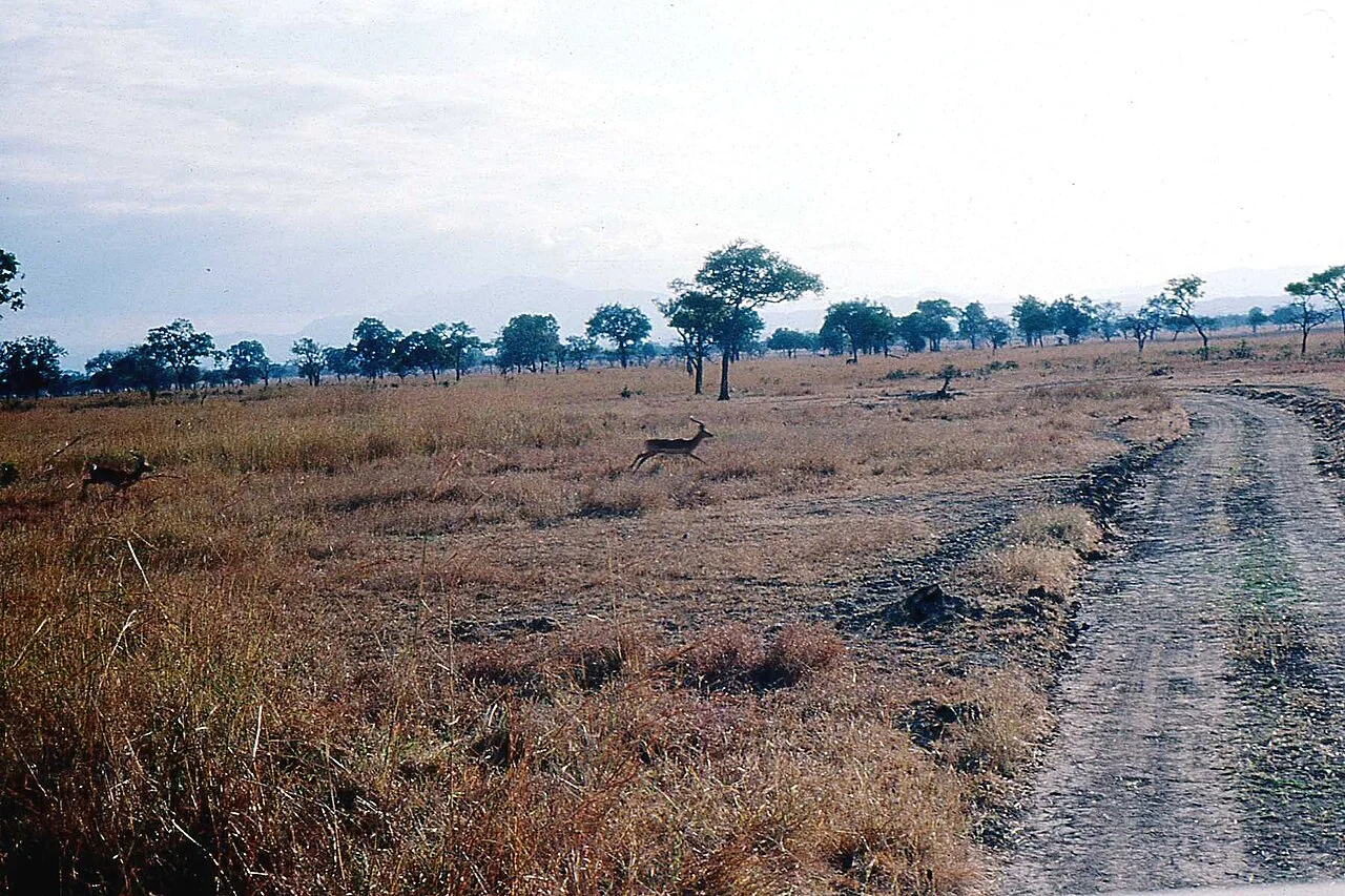 Gazelles on the open plains of Mikumi National Park